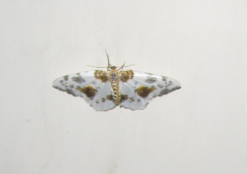 Abraxas sylvata (Geometridae)? S